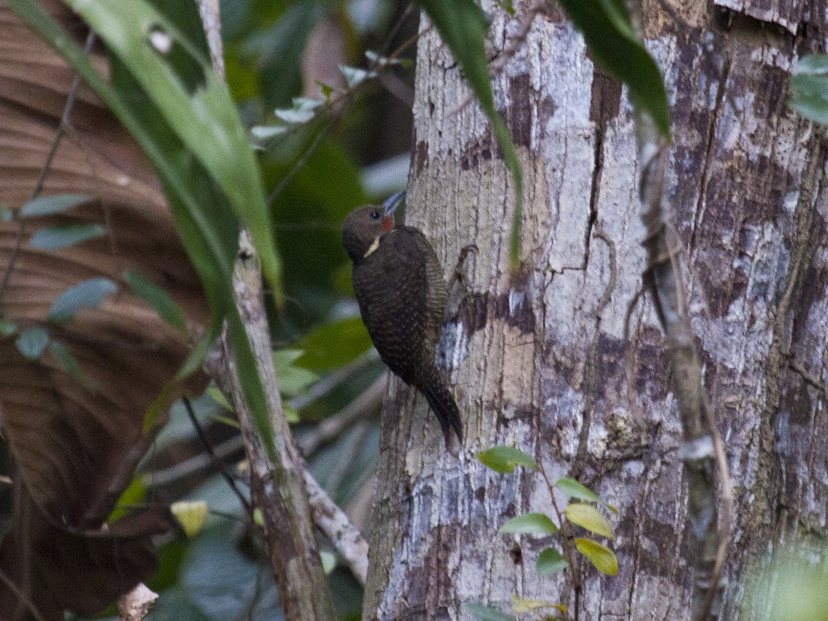 Buff-necked Woodpecker - ML646286773