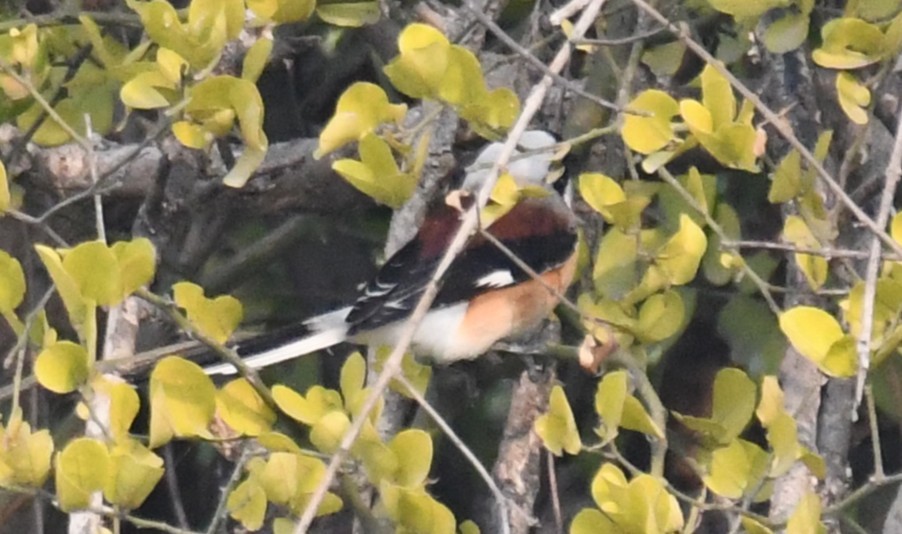Bay-backed Shrike - ML646286774