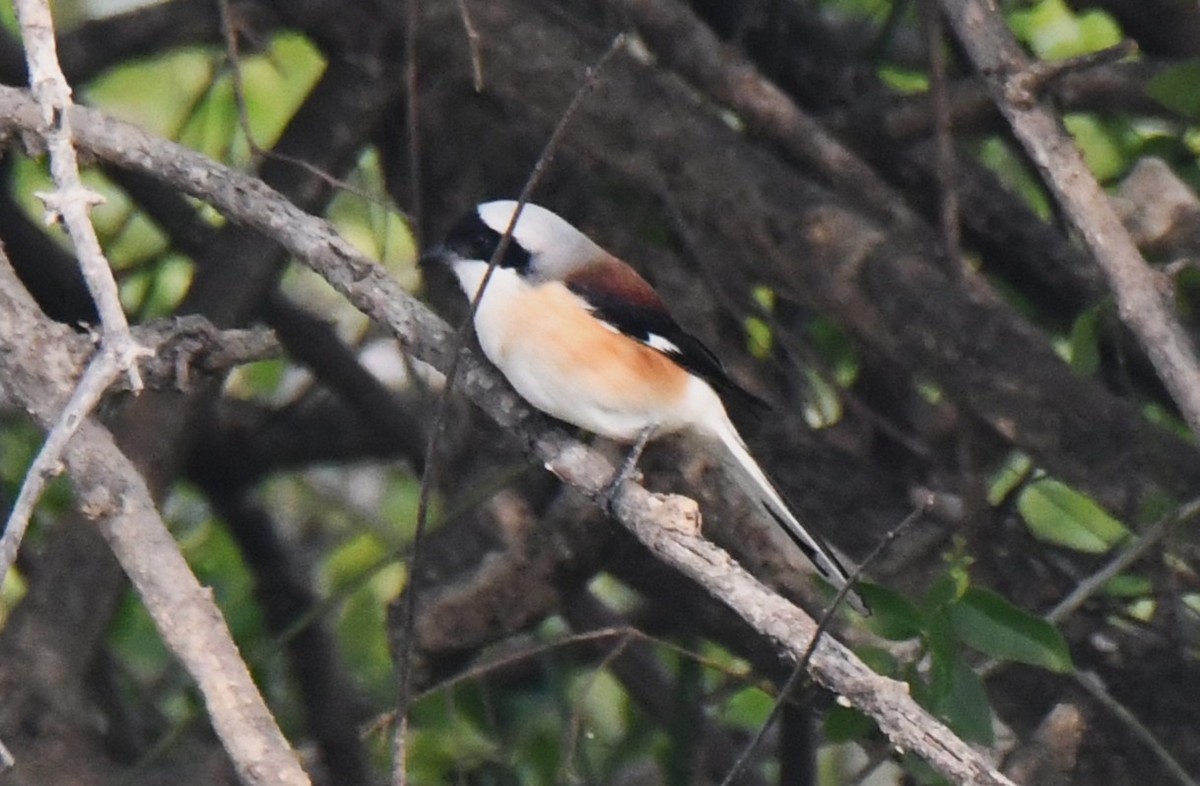 Bay-backed Shrike - ML646286775