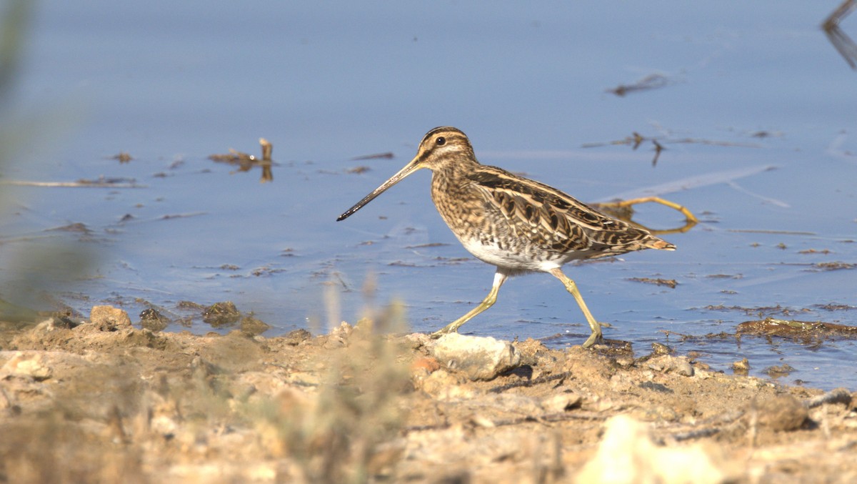 Common Snipe - ML646286776