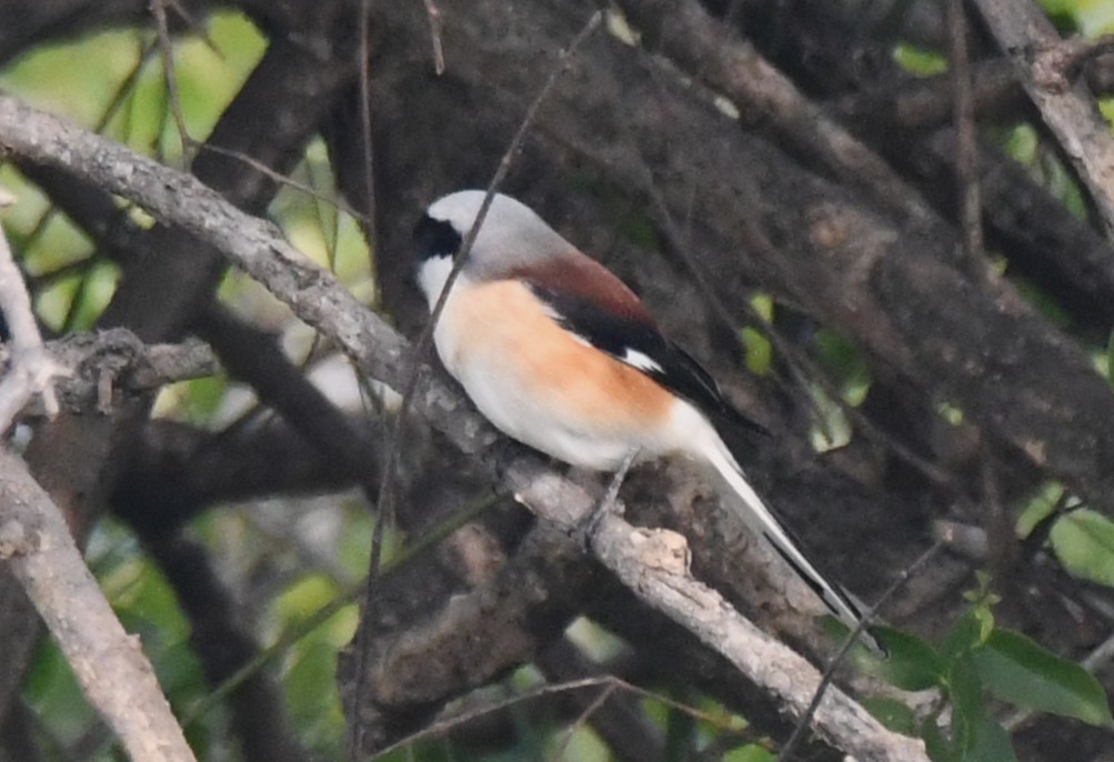 Bay-backed Shrike - ML646286777