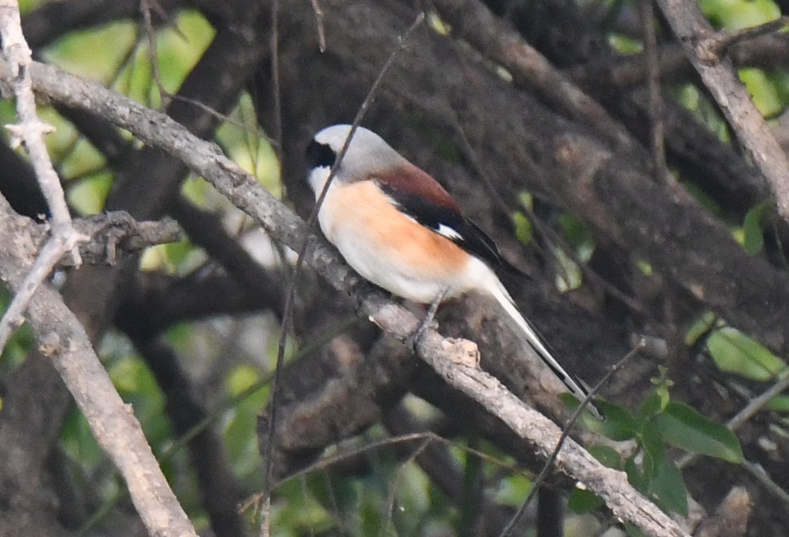 Bay-backed Shrike - ML646286779