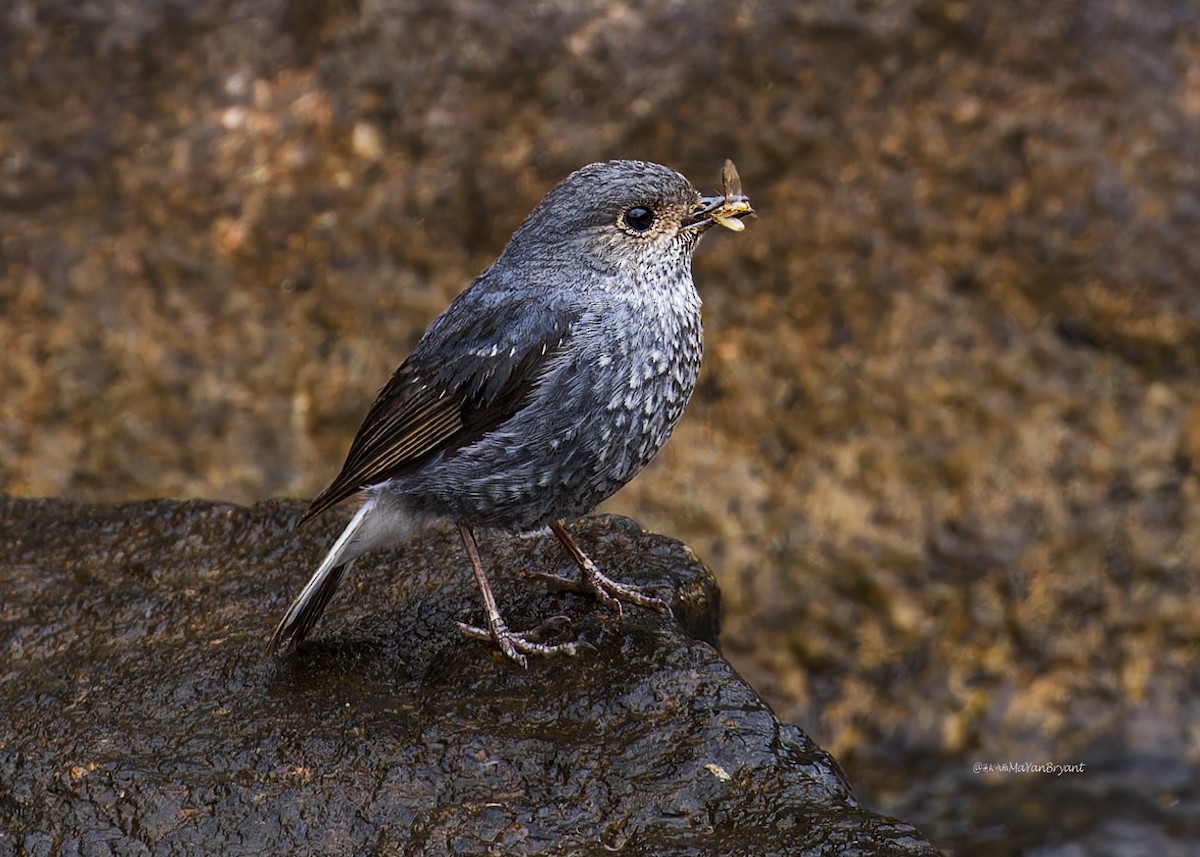 Plumbeous Redstart - ML646286780