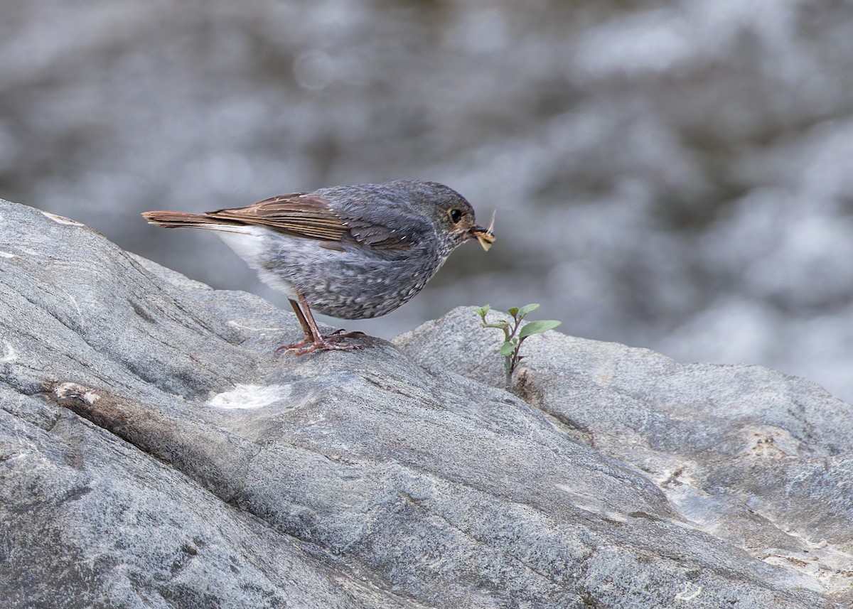 Plumbeous Redstart - ML646286781