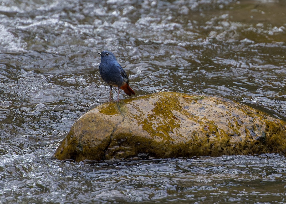 Plumbeous Redstart - ML646286782