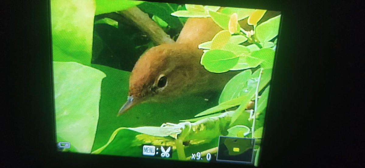 Booted Warbler - ML646286784