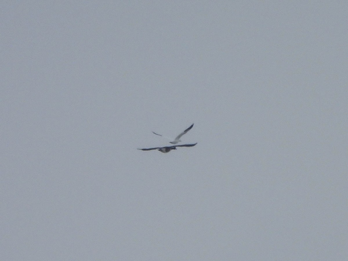 Snow Goose - ML646286785