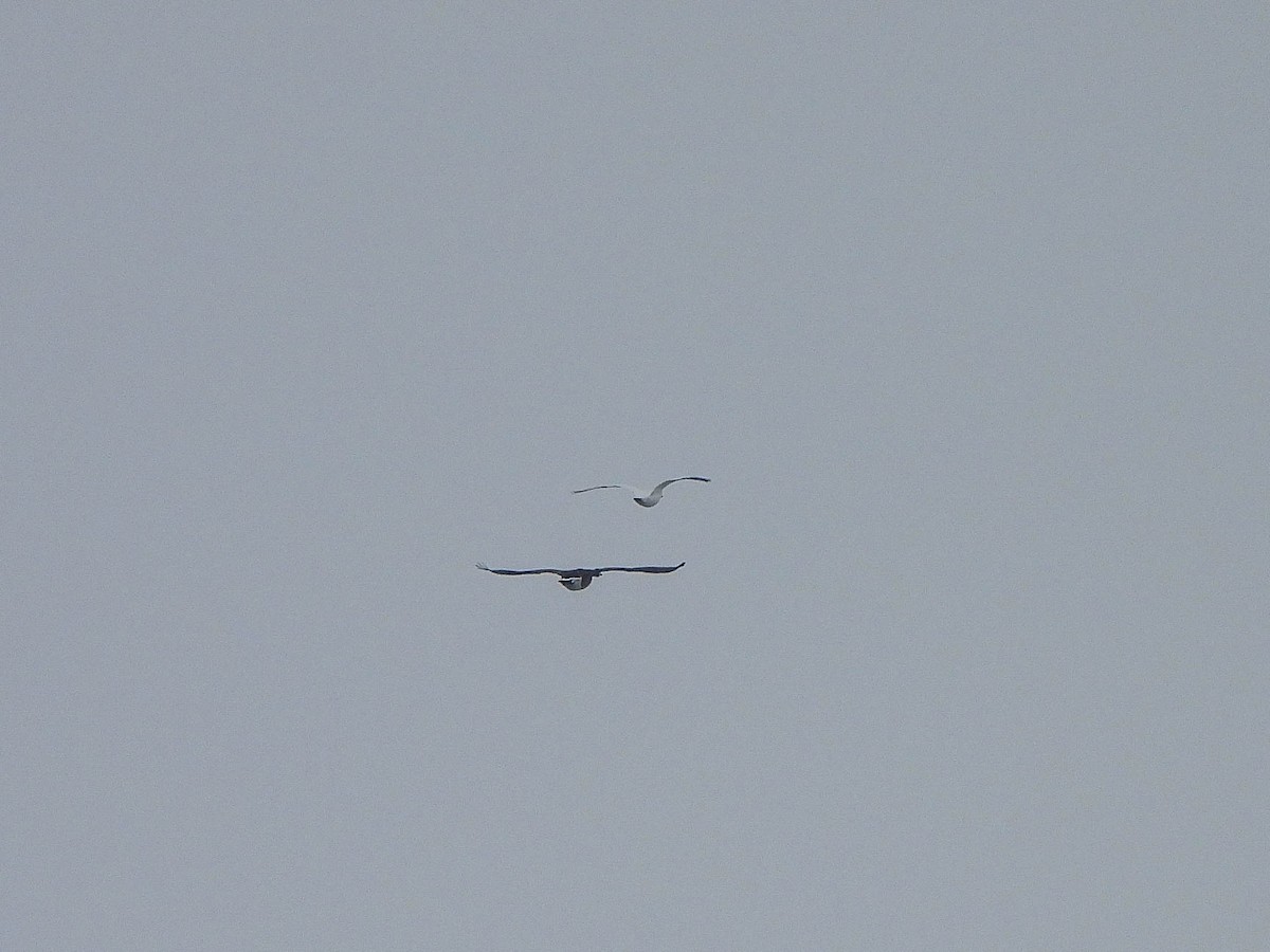 Snow Goose - ML646286787