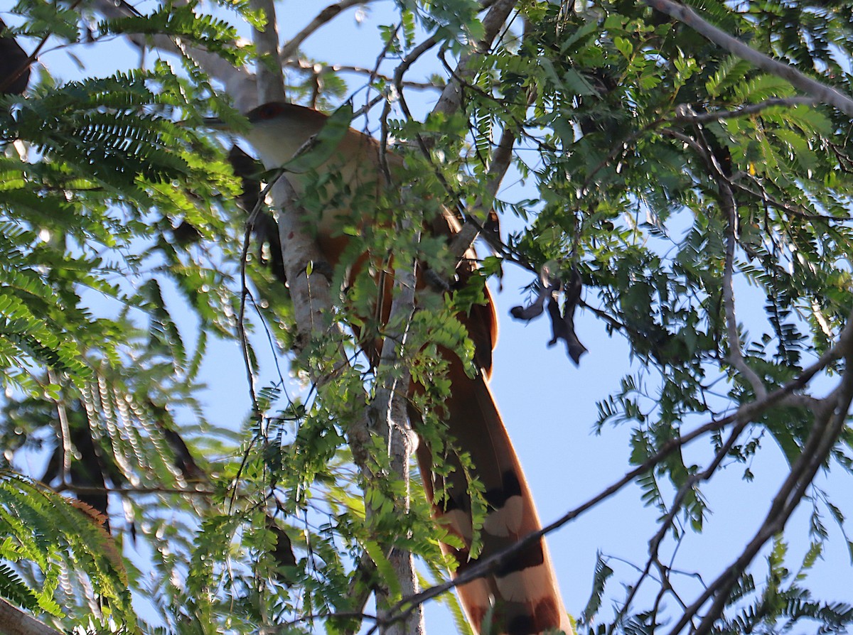 Great Lizard-Cuckoo - ML646286789