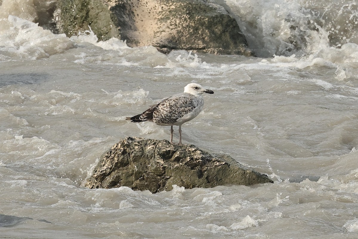 Yellow-legged Gull - ML646286790