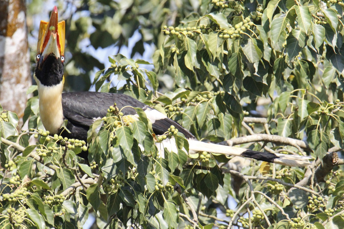 Great Hornbill - ML646286791