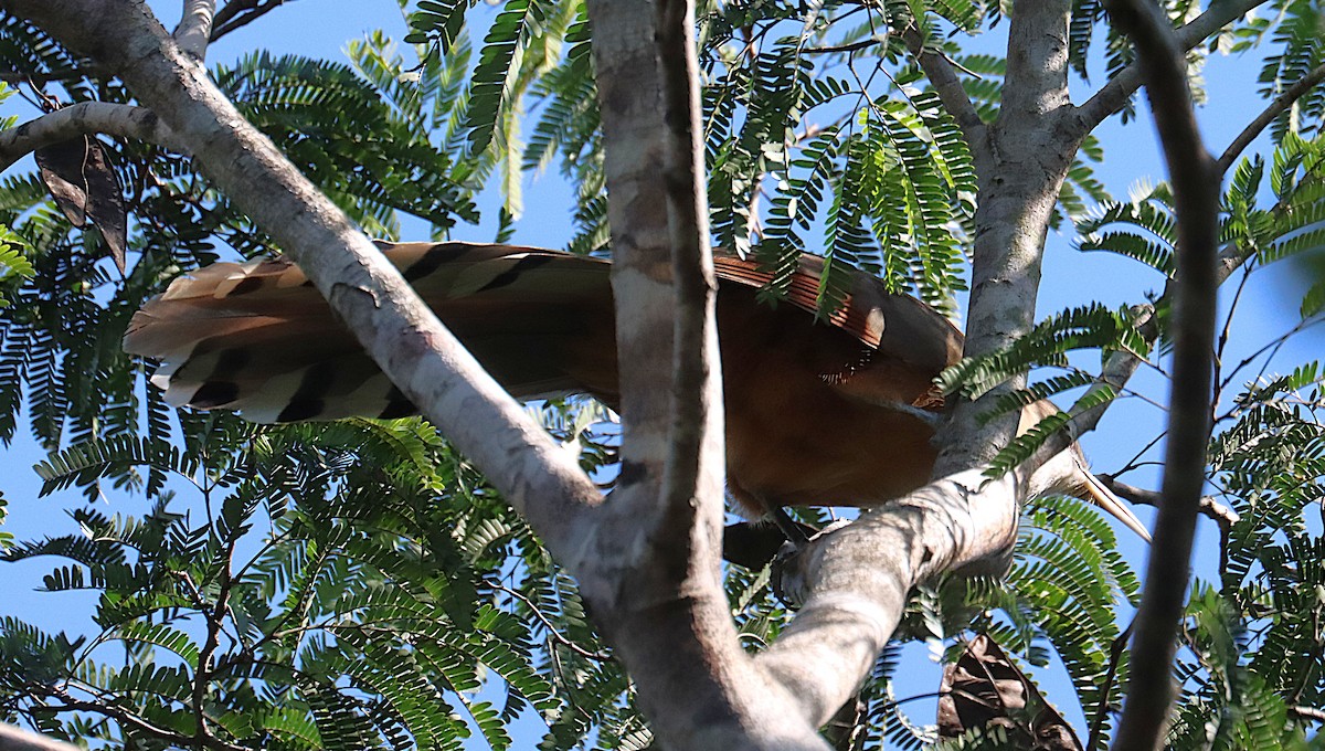 Great Lizard-Cuckoo - ML646286792