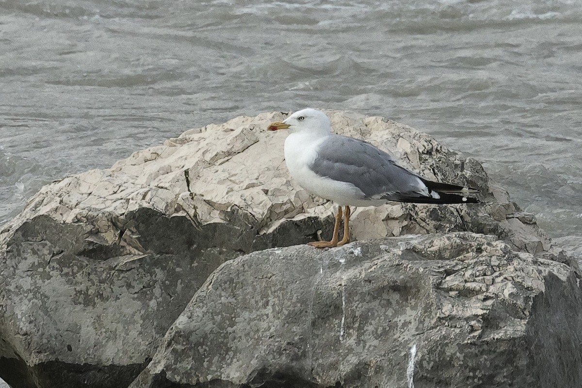 Yellow-legged Gull - ML646286793
