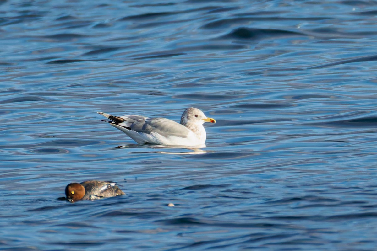 California Gull - ML646286794