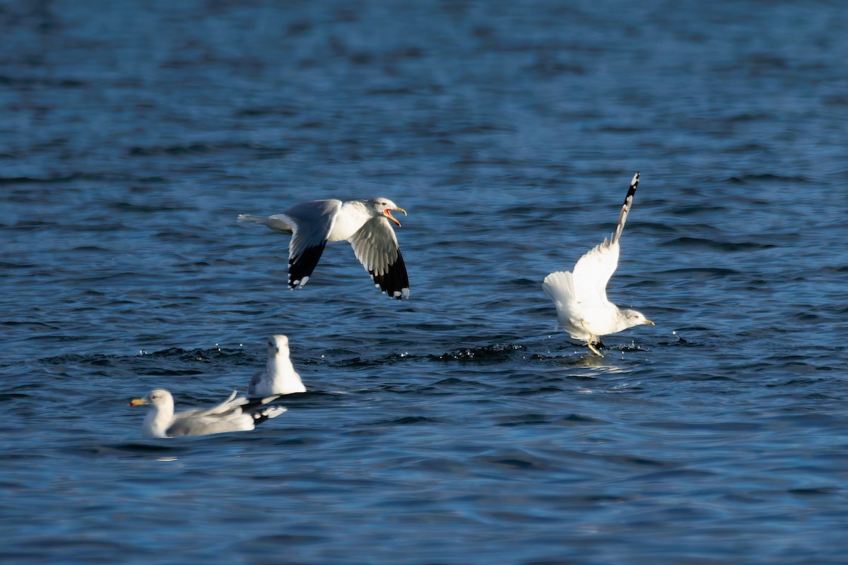 California Gull - ML646286795