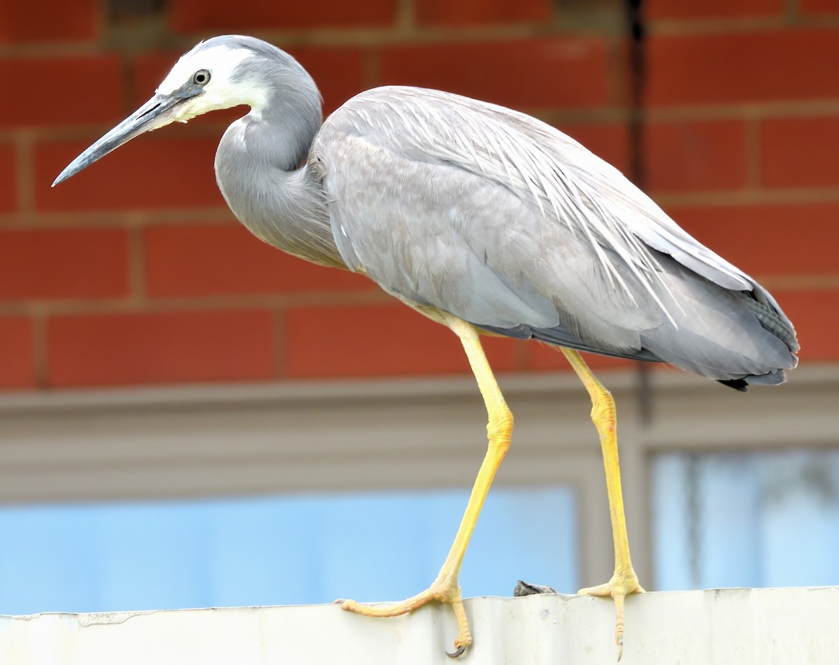 White-faced Heron - ML646286796