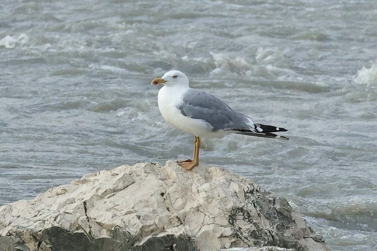 Yellow-legged Gull - ML646286797
