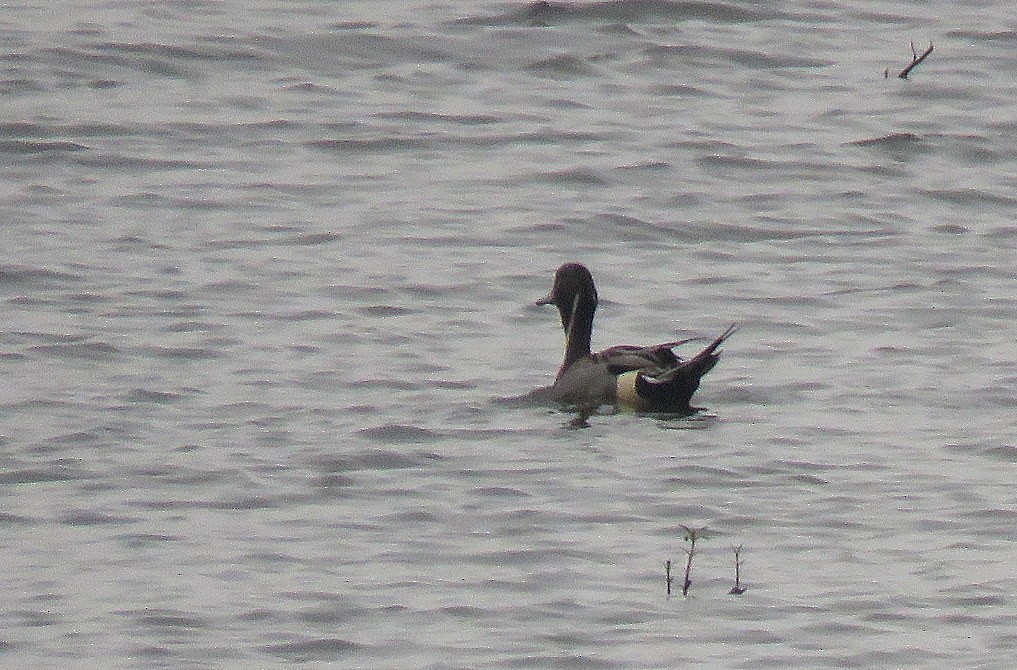Northern Pintail - ML646286798