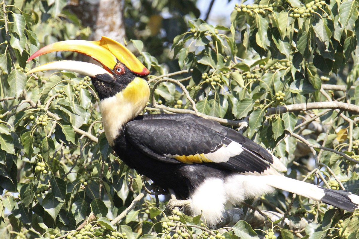 Great Hornbill - ML646286799