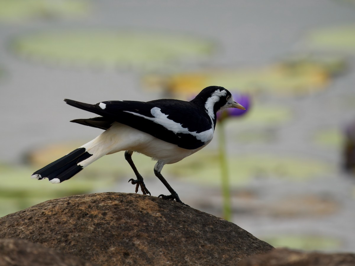 Magpie-lark - ML646286800