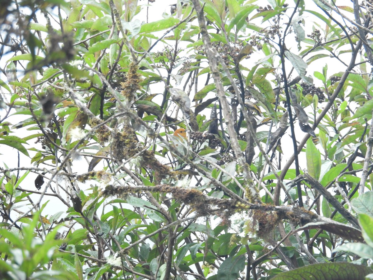 Rufous-chested Tanager - ML646286801