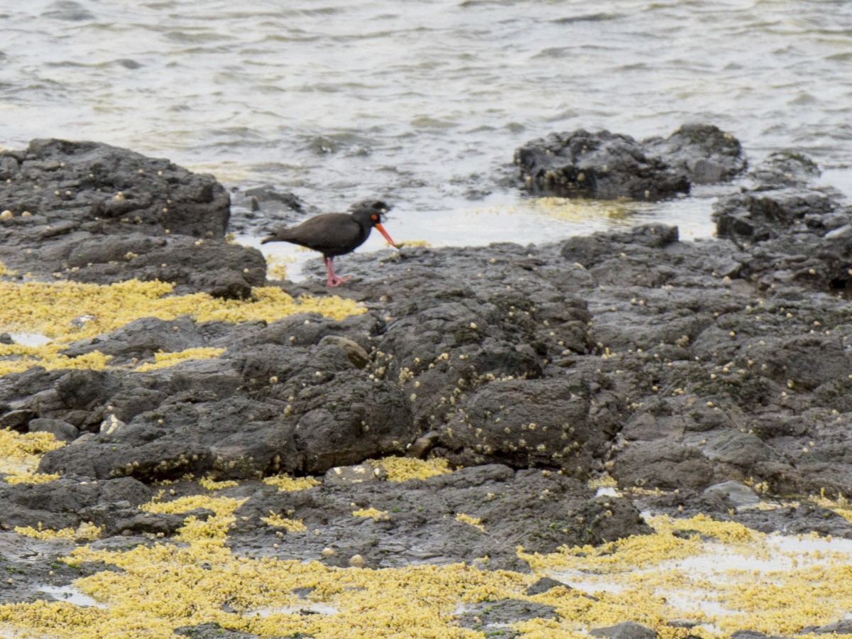 Sooty Oystercatcher - ML646286802