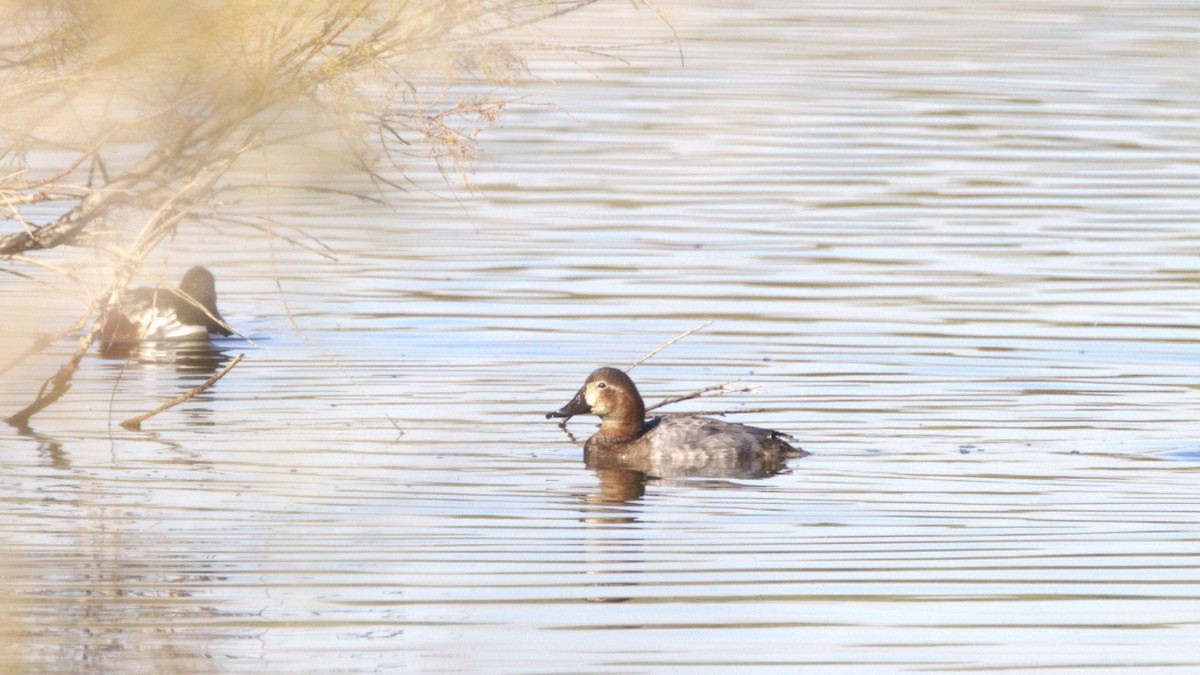 Common Pochard - ML646286803