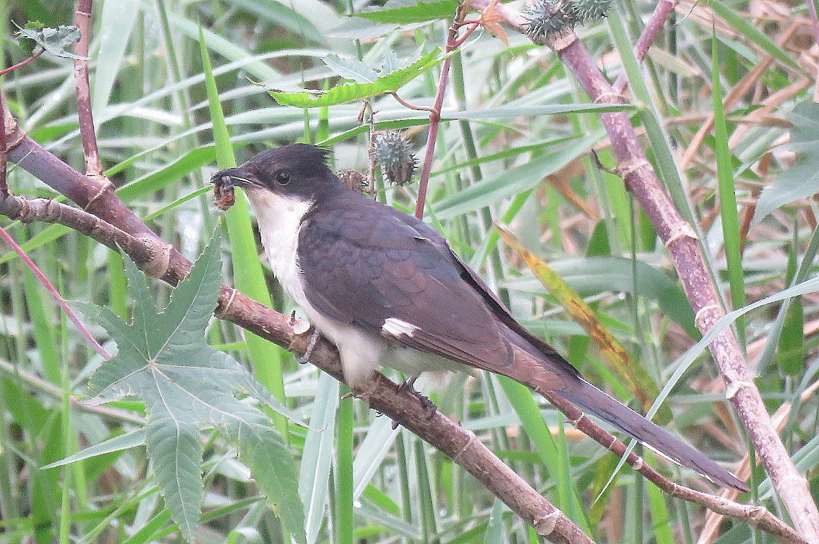 Pied Cuckoo - ML646286804