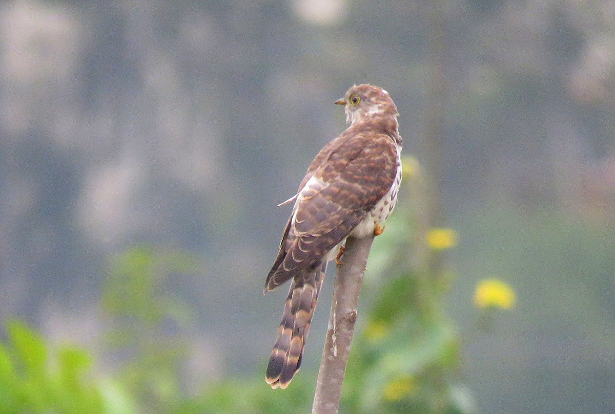 Common Hawk-Cuckoo - ML646286808
