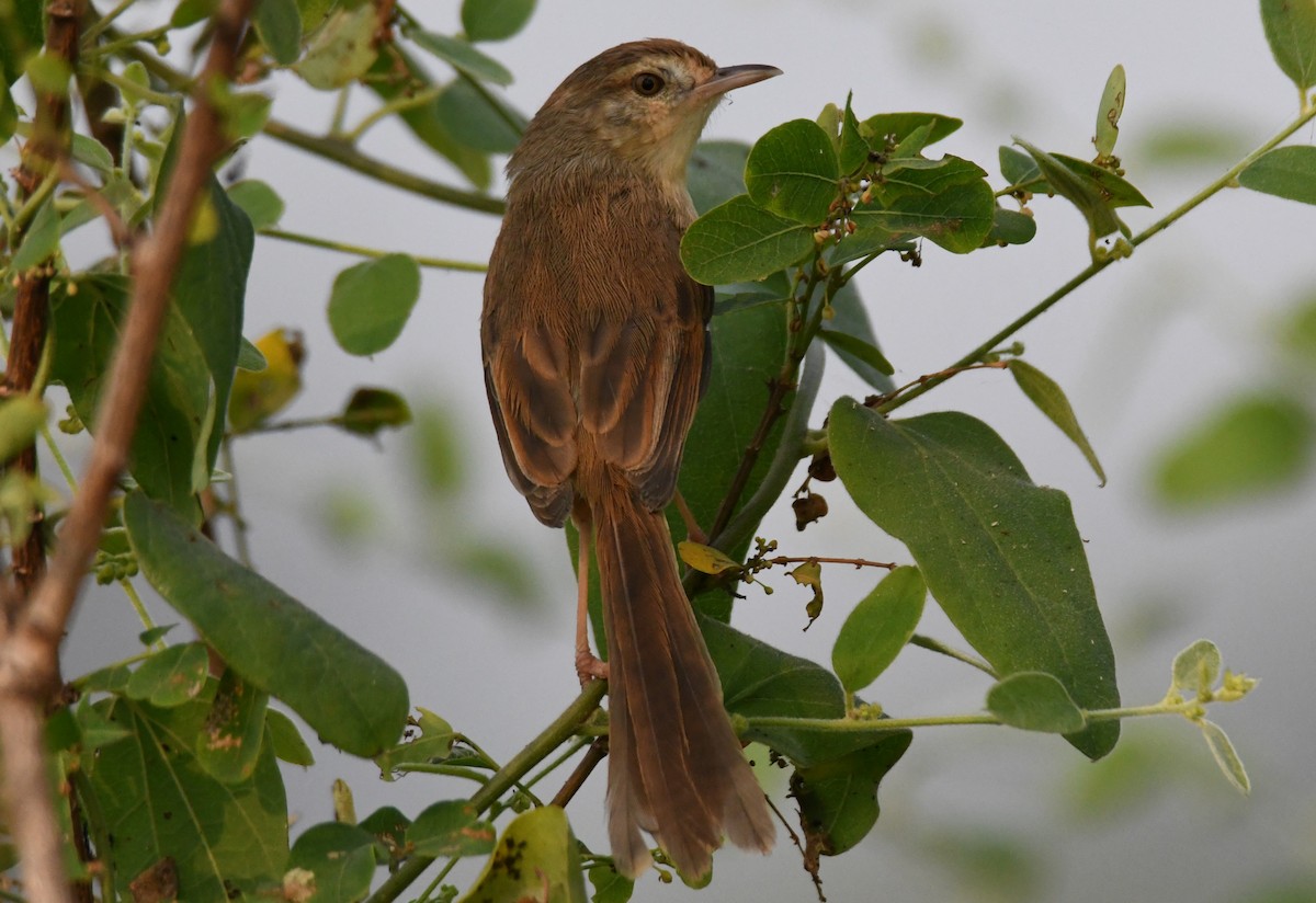 Plain Prinia - ML646286809