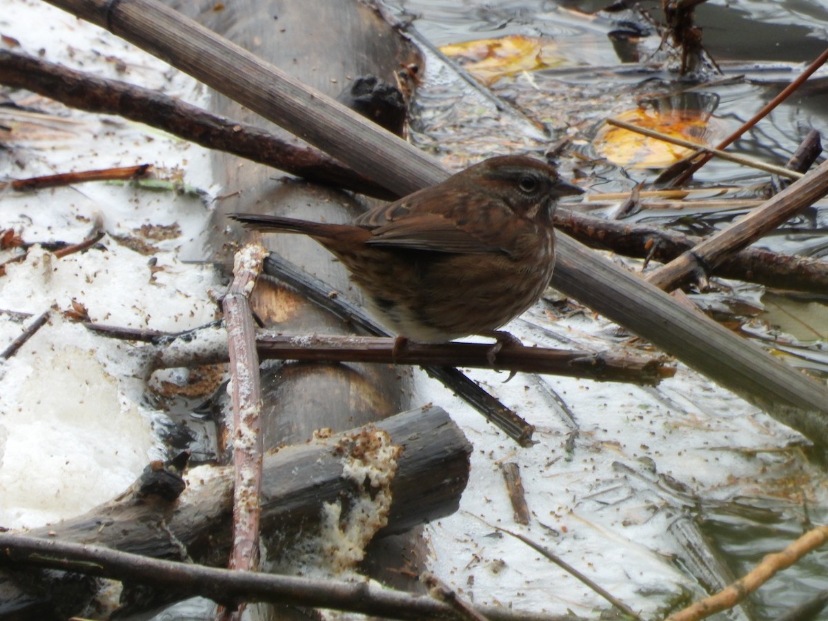 Song Sparrow - ML646286810