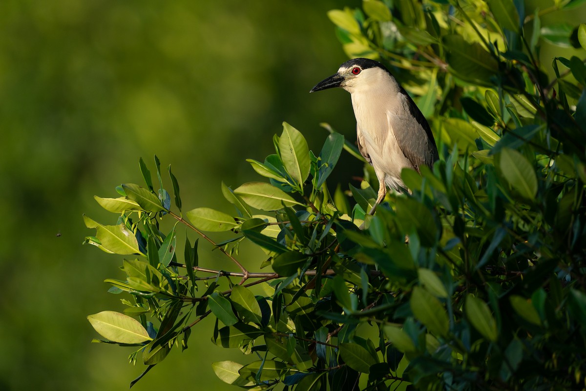 Black-crowned Night Heron (American) - ML646286811