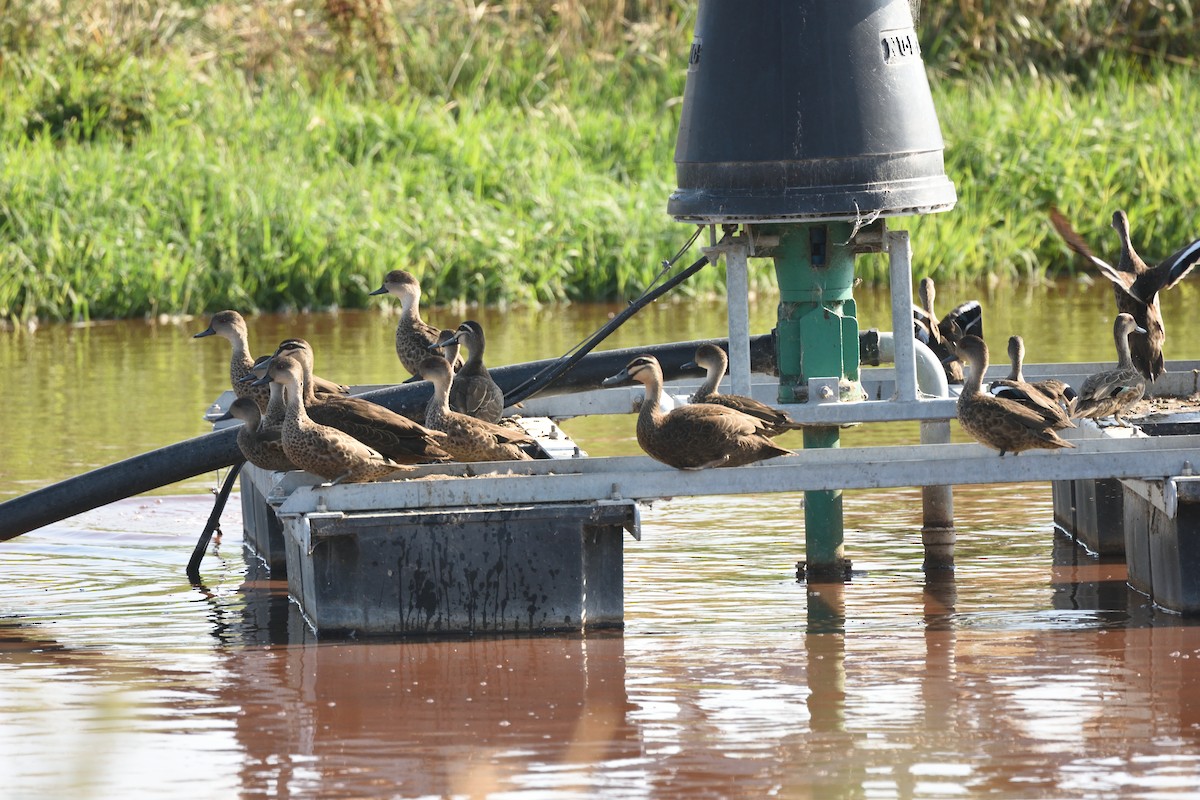 Gray Teal - ML646286812