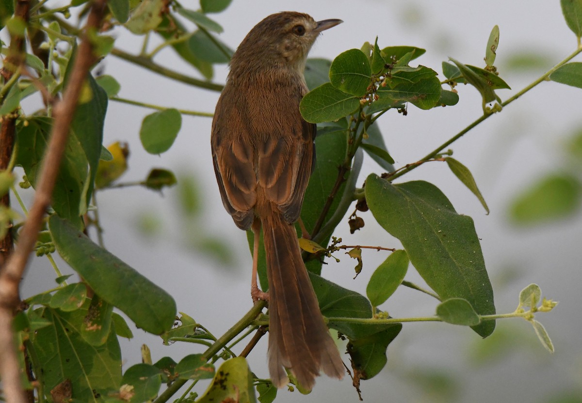 Plain Prinia - ML646286813