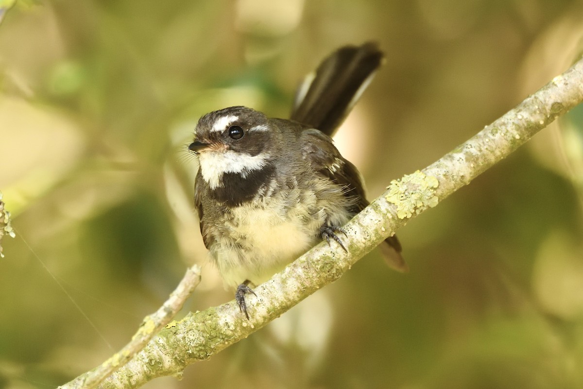 Gray Fantail - ML646286817