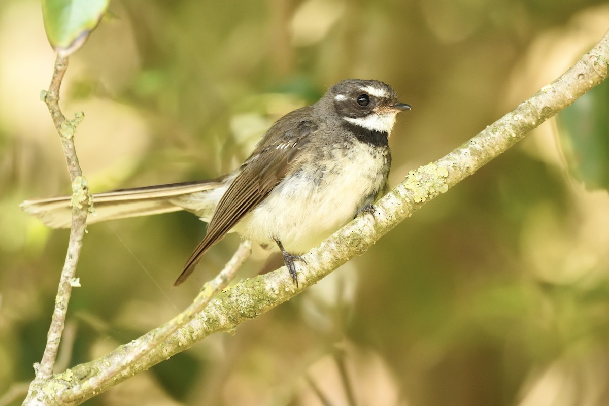 Gray Fantail - ML646286818