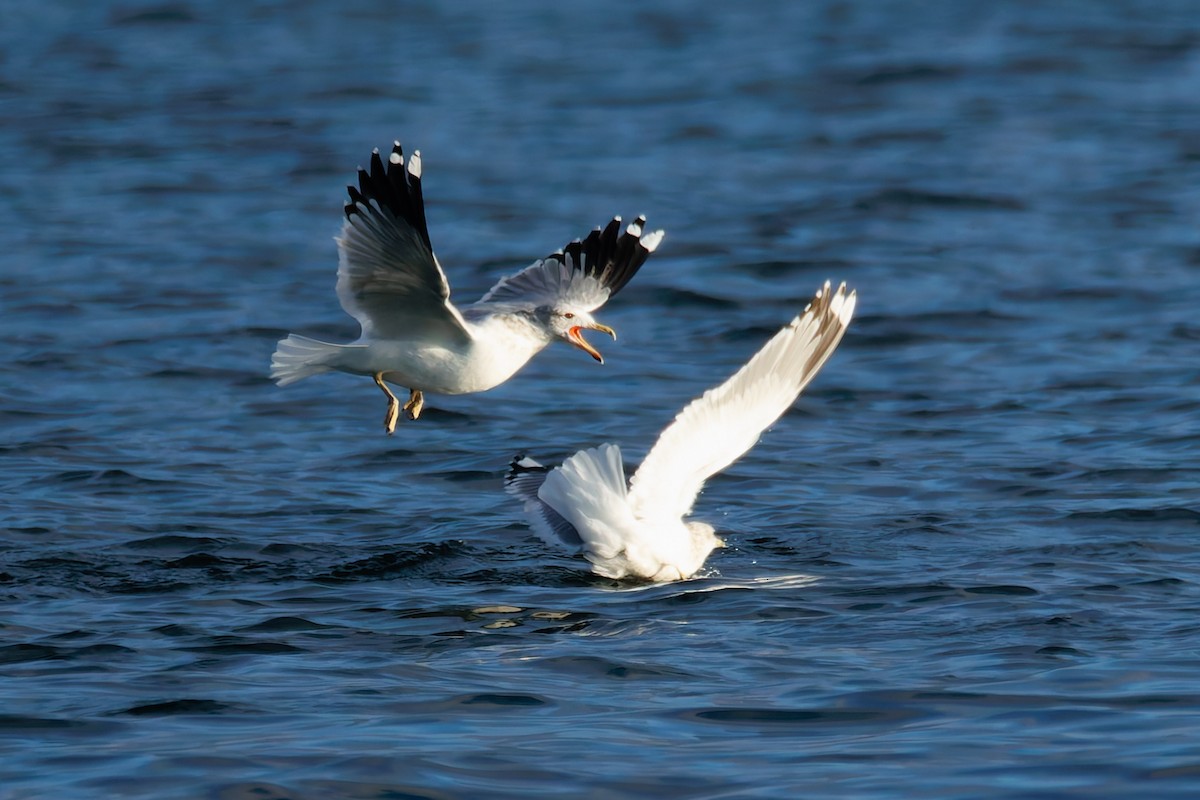 California Gull - ML646286820