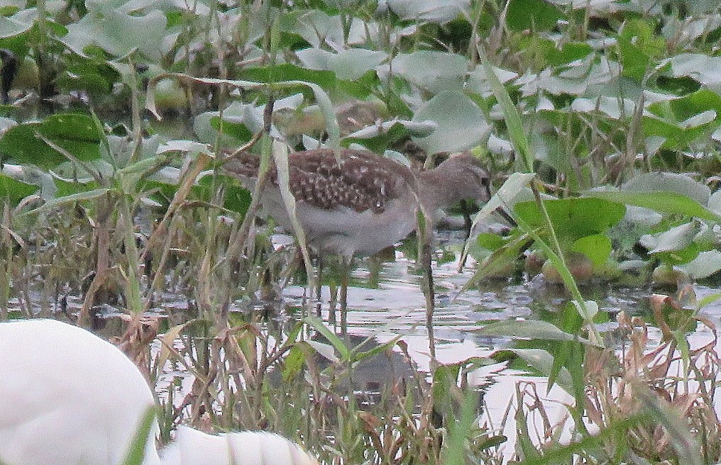 vodouš bahenní - ML646286821