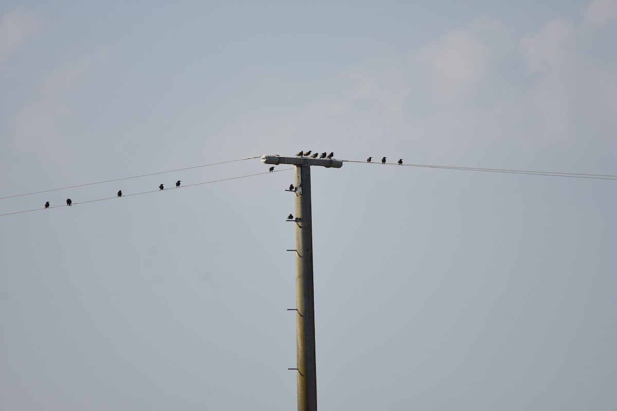 זרזיר מצוי - ML646286822