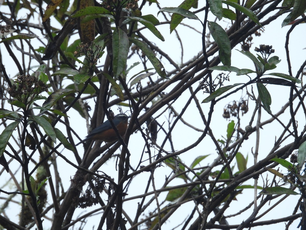 Blue-backed Conebill - ML646286824