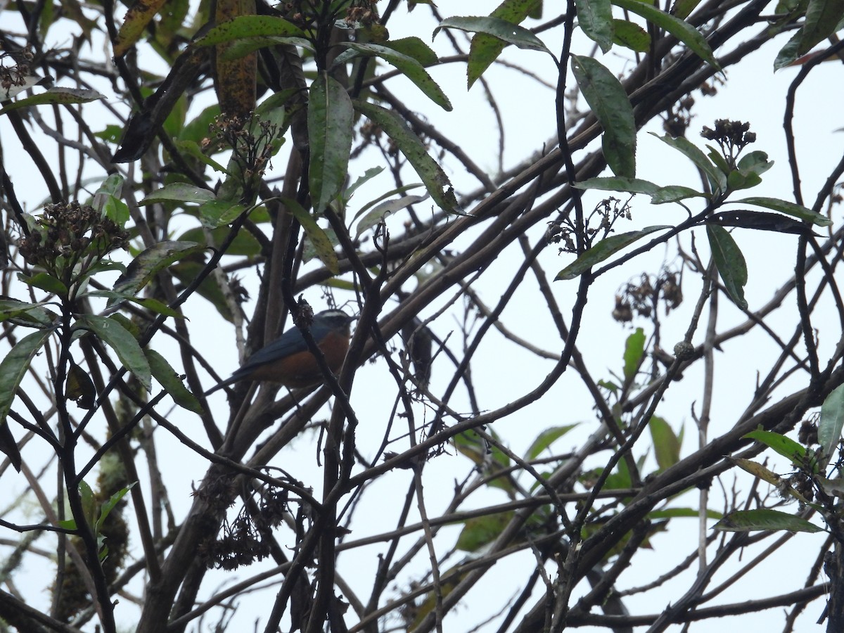 Blue-backed Conebill - ML646286825