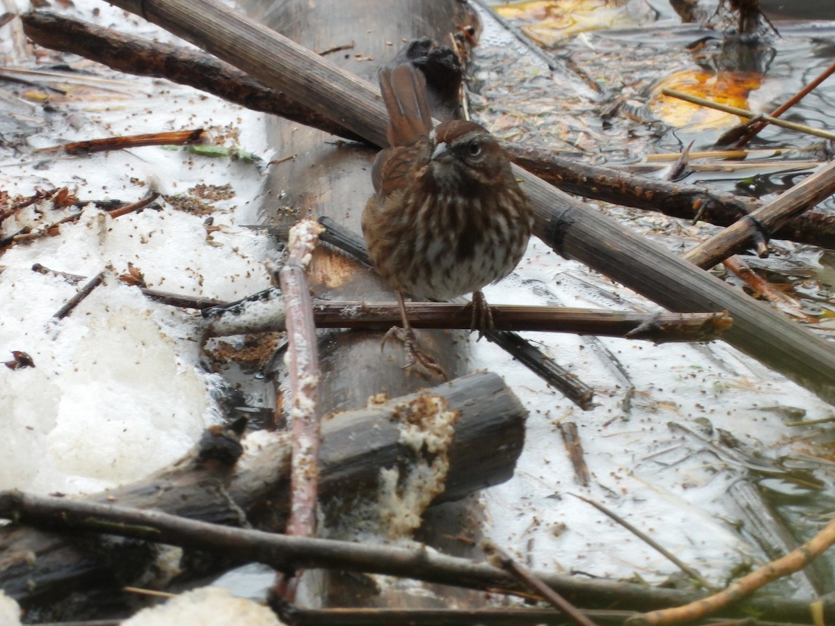 Song Sparrow - ML646286828