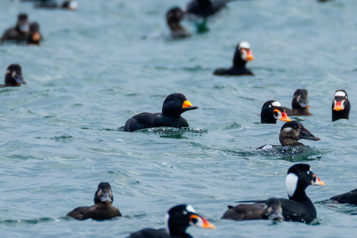 Black Scoter - ML646286830