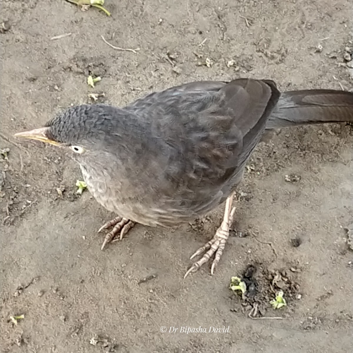 Jungle Babbler - ML646286831
