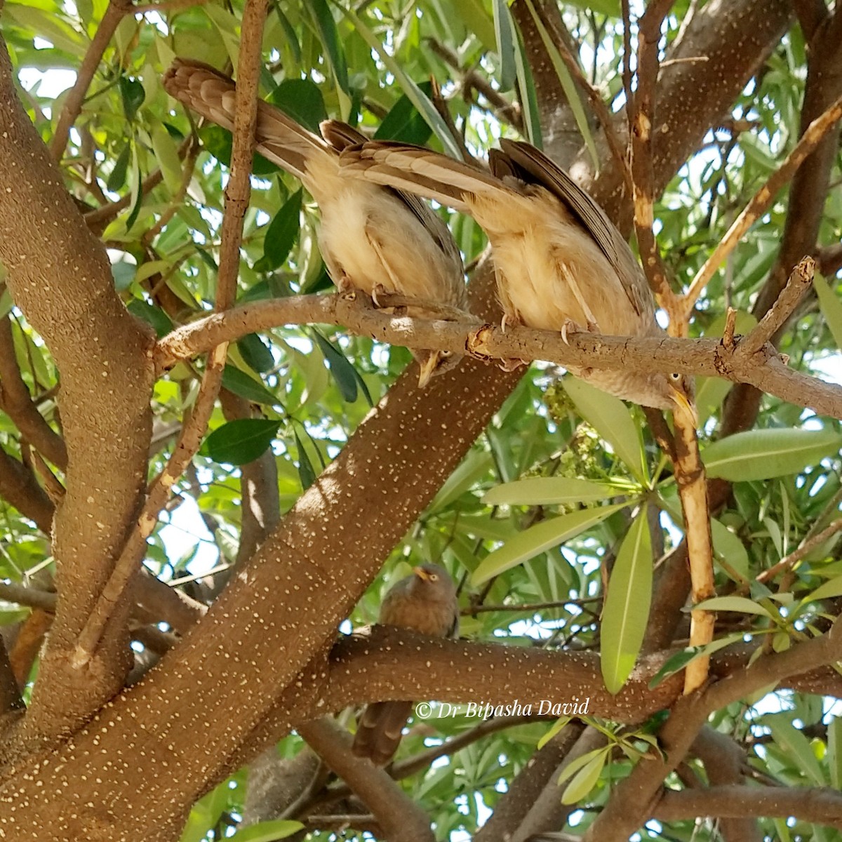 Jungle Babbler - ML646286832