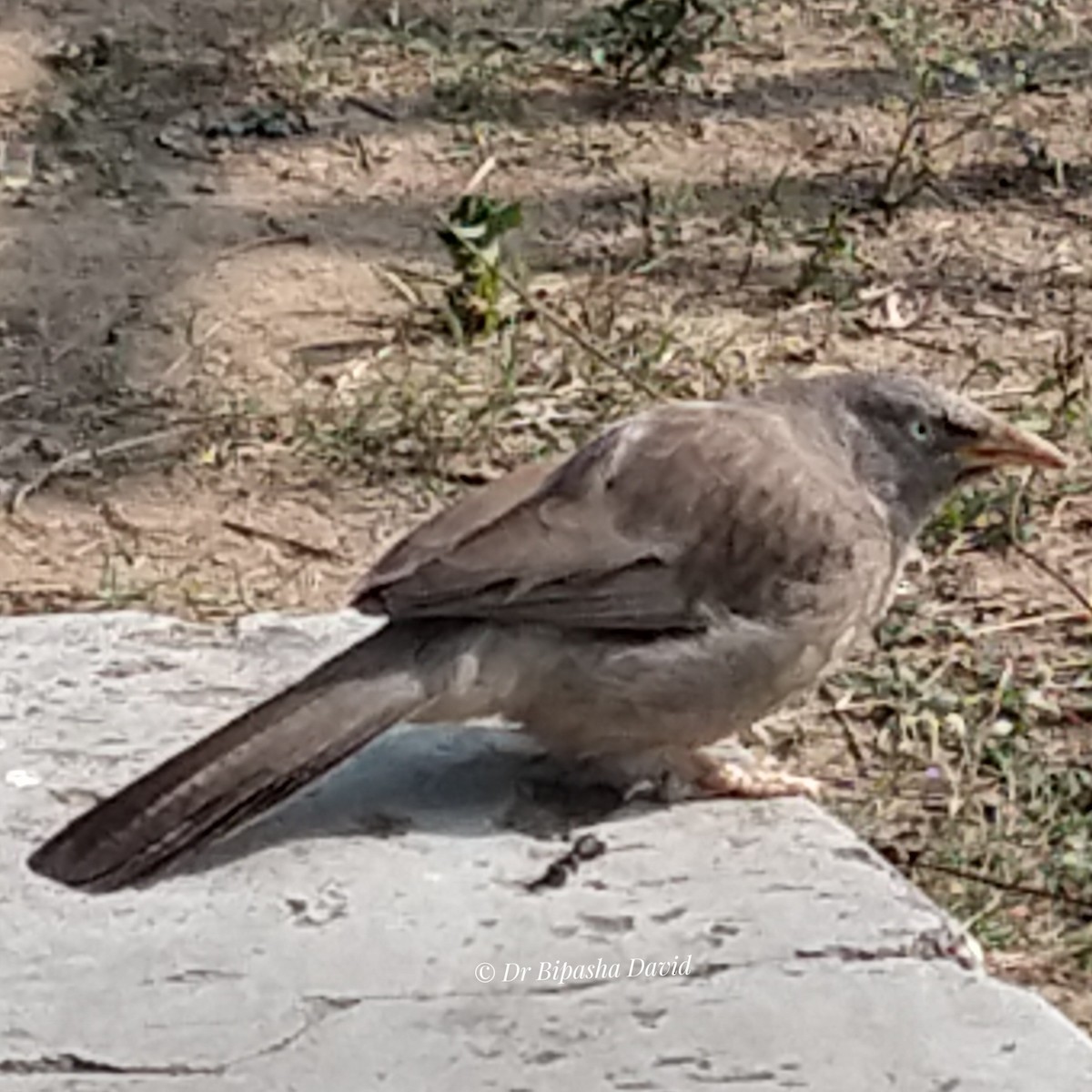 Jungle Babbler - ML646286833