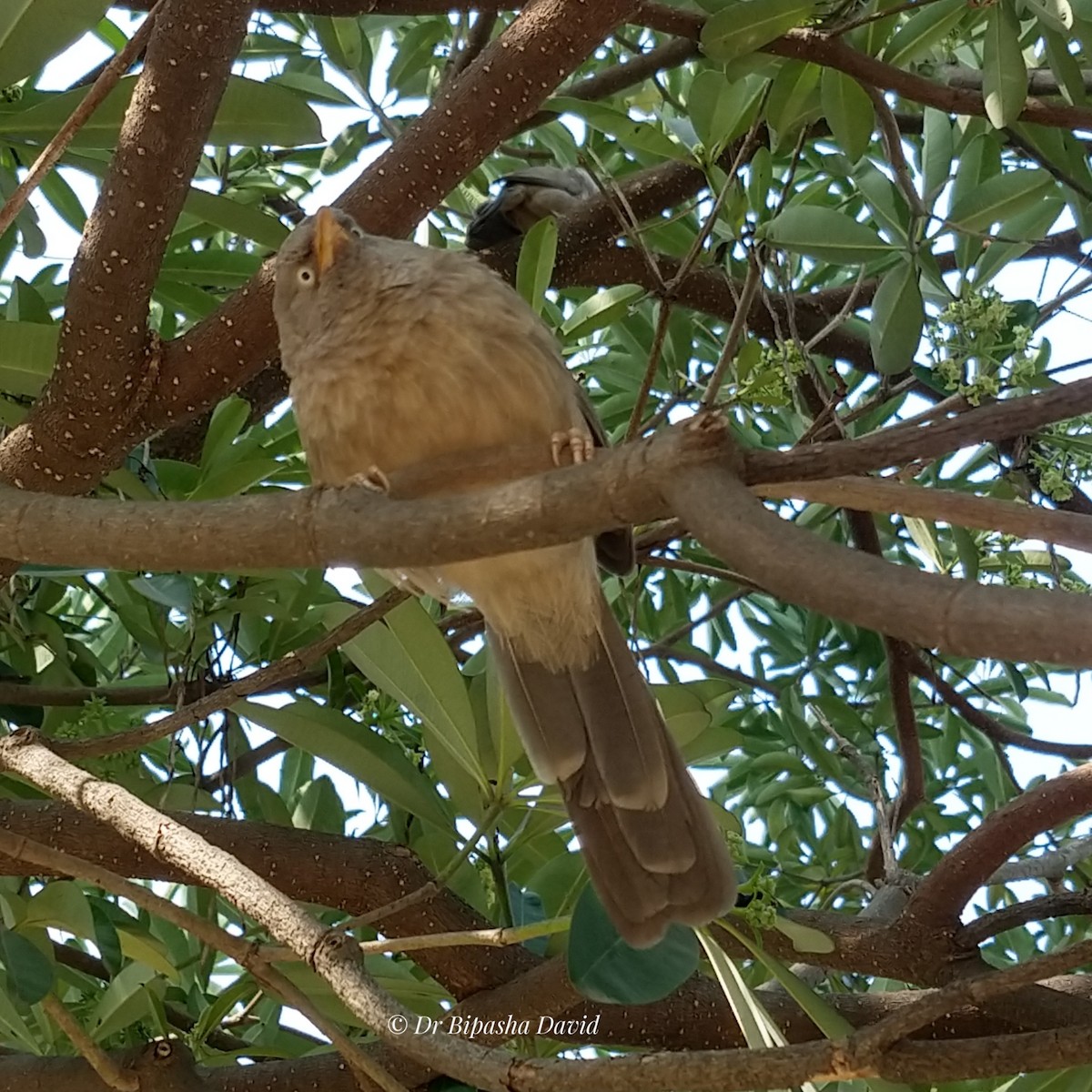 Jungle Babbler - ML646286834