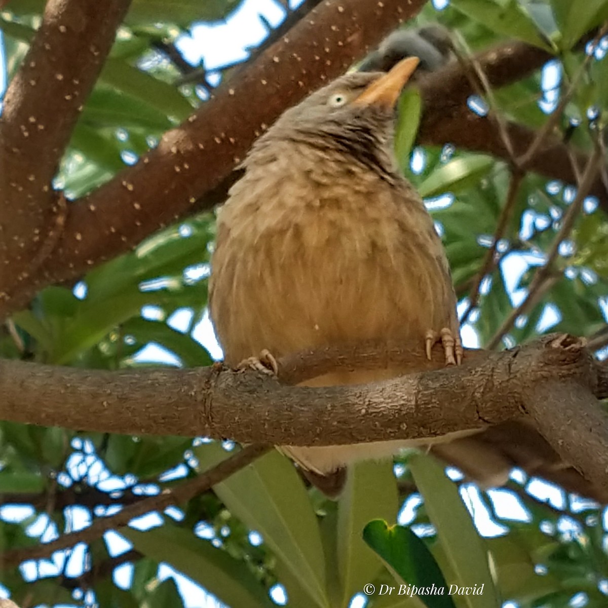 Jungle Babbler - ML646286835