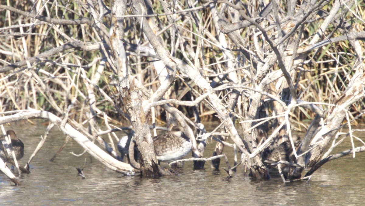 Marbled Duck - ML646286841