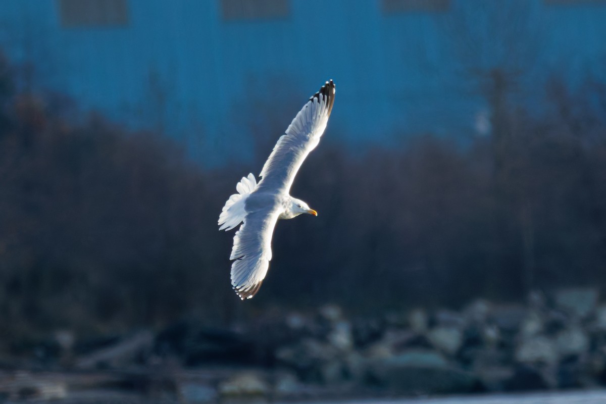 American Herring Gull - ML646286846